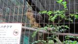 Crested Honey Buzzard in Himeji City Zoo, after eating