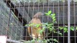 Crested Honey Buzzard in Himeji City Zoo, calling and short flights after eating