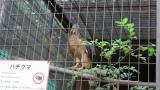 Crested Honey Buzzard in Himeji City Zoo, short flights after eating