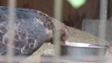 Crested Honey Buzzard in Himeji City Zoo, eating meat