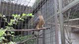 Crested Honey Buzzard in Himeji City Zoo, calling and short flights after eating