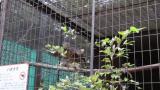 Crested Honey Buzzard in Himeji City Zoo, short flights after eating