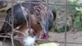 Crested Honey Buzzard in Himeji City Zoo, eating the final bit and after that