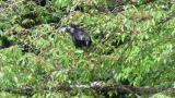 Foraging Jungle Crow