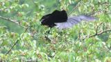 Foraging Jungle Crow
