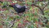 Foraging Jungle Crow