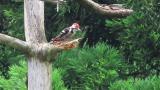 White-backed Woodpecker, preening, movement and took flight