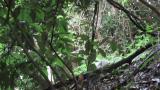 Conflict of Narcissus Flycatchers