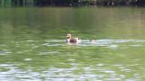 Little Grebes, fledgling on the back