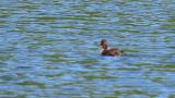 Little Grebes, fledgling on the back