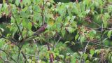Foraging White-bellied Green Pigeon