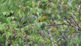 Foraging White-bellied Green Pigeon