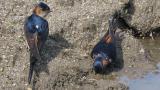 Red-rumped Swallows collecting mud