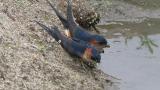 Red-rumped Swallows collecting mud