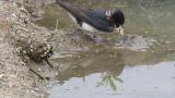 Red-rumped Swallow collecting nesting material
