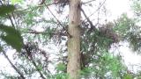 Eurasian Treecreeper climbing up a tree and flew