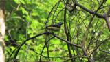 Grey Wagtail perched on a tree and flight