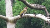 Japanese Green Woodpecker perched and calling