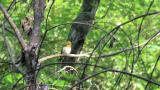 Warbling White-eye perched on a tree and movement