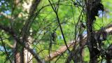 Foraging Warbling White-eye