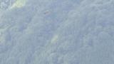Soaring Golden Eagle