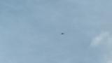 Soaring Japanese Sparrowhawk