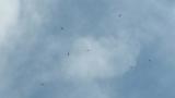 Kettle of Grey-faced Buzzards