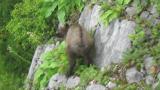 Foraging Japanese Serow