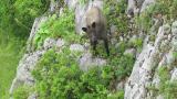 Japanese Serow watching us