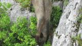 Walking Japanese Serow