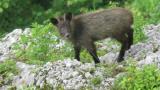 Foraging Japanese Serow