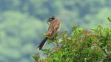 Meadow Bunting carrying food