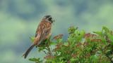 Meadow Bunting carrying food