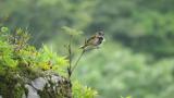 Singing Meadow Bunting