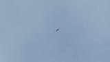Soarig Common Kestrel