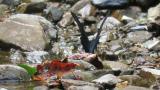 Alpine Black Swallowtail in mountain stream