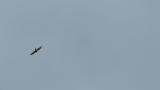 Soaring Grey-faced Buzzard on migration