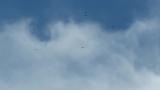 Kettle of Grey-faced Buzzards