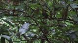Fledgling of Blue-and-white Flycatcher.  Begging and flight.
