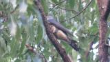 Oriental Cuckoo eating a worm