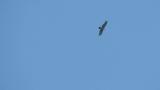 Soaring Crested Honey Buzzard on migration