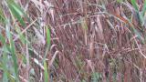 Foraging Black-browed Reed Warbler on migration