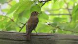 Female Blue-and-white Flycatcher