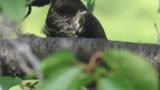 Oriental cuckoo on migration