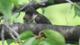 Preening Oriental Cuckoo