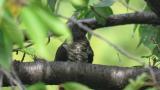 Oriental Cuckoo, preening and spreading the wings
