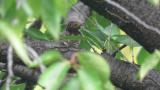 Oriental Cuckoo, close-up