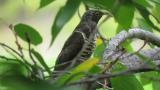 Oriental cuckoo on migration