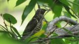 Oriental cuckoo on migration
