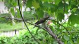 Oriental cuckoo eating a worm